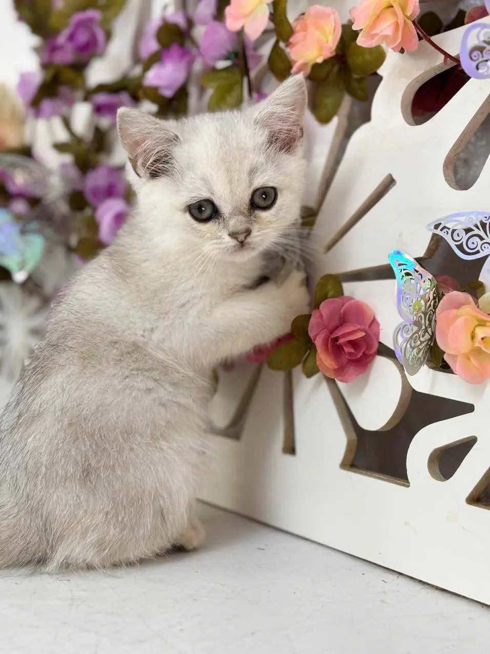 652495564_1495805922550103_924898536938440910_n