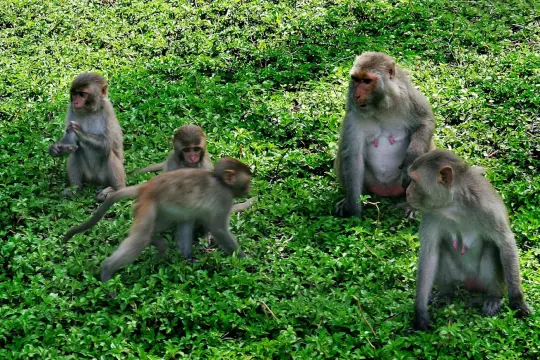 Khám Phá Đảo Khỉ (Hòn Lao)