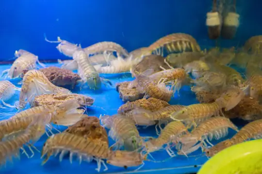 Ресторан морепродуктов Vien Ho