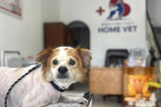 Bệnh viện Thú y Home Vet Nha Trang