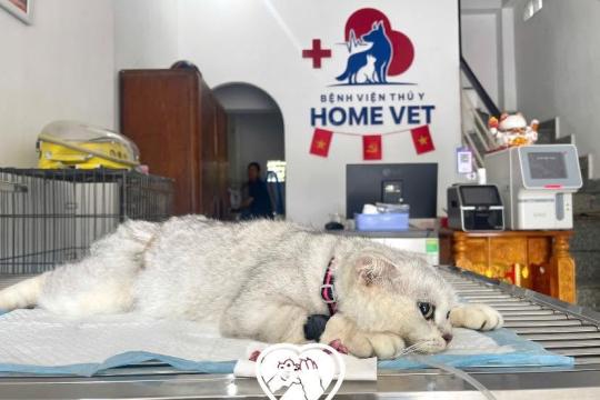 Bệnh viện Thú y Home Vet Nha Trang