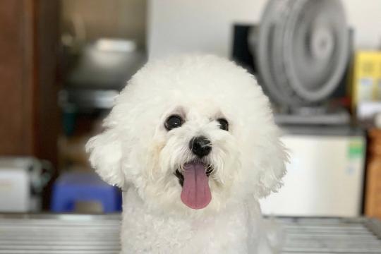 Bệnh viện Thú y Home Vet Nha Trang