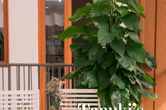 Tanuki - Café & Dining